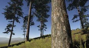 دانلود فایل پکیج Conifers [BOTD] (لینک ایرانی)